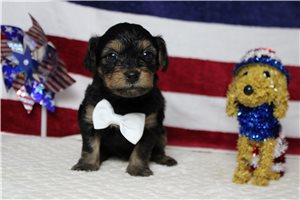 Lawrence - Yorkiepoo - Yorkie Poo for sale