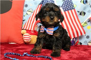 Laser - Yorkiepoo - Yorkie Poo for sale