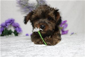 Quill - Yorkiepoo - Yorkie Poo for sale
