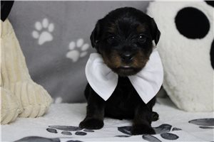 Laser - Yorkiepoo - Yorkie Poo for sale