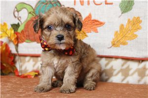 Quibble - Yorkiepoo - Yorkie Poo for sale