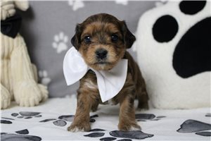 Lava - Yorkiepoo - Yorkie Poo for sale