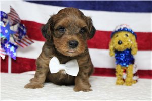 Lars - Yorkiepoo - Yorkie Poo for sale