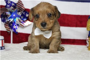 Larkin - Yorkiepoo - Yorkie Poo for sale