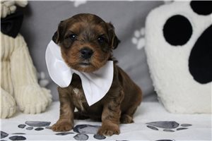 Lars - Yorkiepoo - Yorkie Poo for sale