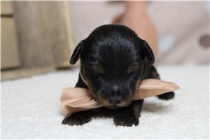 Laser - puppy for sale