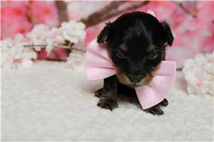 Lawrence - Yorkiepoo - Yorkie Poo for sale
