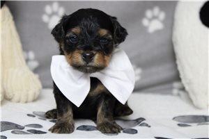 Lawrence - Yorkiepoo - Yorkie Poo for sale