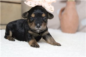 Larosa - puppy for sale