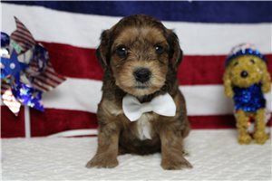 Lava - Yorkiepoo - Yorkie Poo for sale