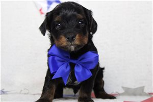 Langston - Yorkiepoo - Yorkie Poo for sale