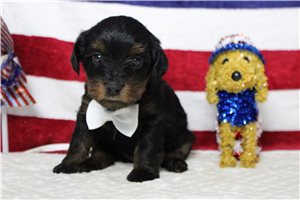 Laser - Yorkiepoo - Yorkie Poo for sale