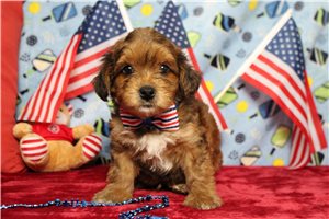 Lava - Yorkiepoo - Yorkie Poo for sale