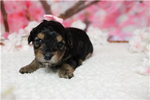 Larosa - Yorkiepoo - Yorkie Poo for sale