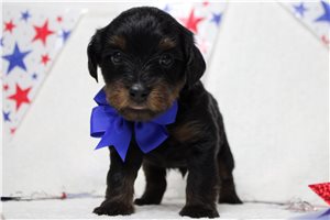 Laser - Yorkiepoo - Yorkie Poo for sale