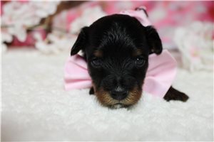Langston - Yorkiepoo - Yorkie Poo for sale