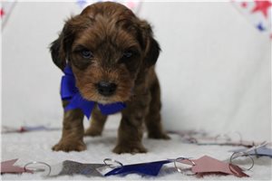 Lars - Yorkiepoo - Yorkie Poo for sale