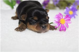 Beta - puppy for sale