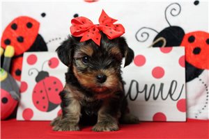 Danna | Puppies For Sale at Pawrade