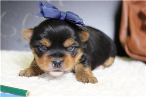 Fauna - Yorkshire Terrier - Yorkie for sale