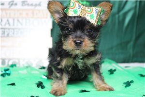 Natalia - Yorkshire Terrier - Yorkie for sale