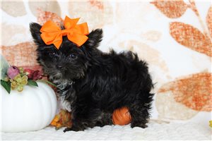 Monica - Yorkshire Terrier - Yorkie for sale