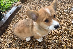 Leroy | Puppies For Sale at Pawrade