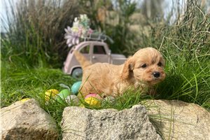 Zayna - puppy for sale