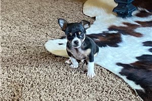 Poncho - Chihuahua for sale
