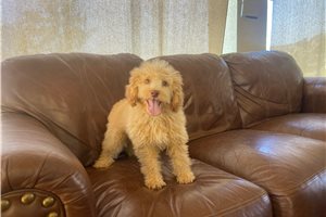 Topeka - puppy for sale
