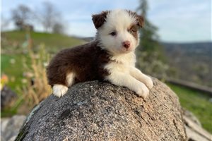 Walter - Miniature Australian Shepherd for sale