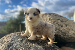 Kamee - puppy for sale