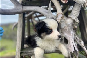 Sparkle - Miniature Australian Shepherd for sale