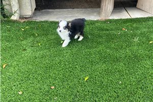 Sparkle - puppy for sale