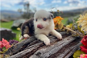 Quinnie - Miniature Australian Shepherd for sale