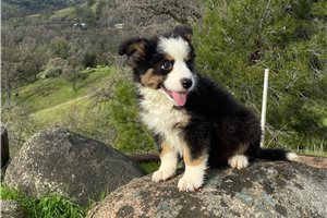 Haislee - puppy for sale