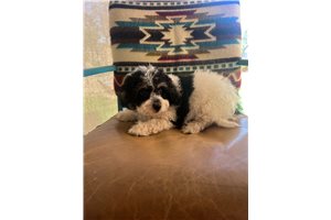 Truckee - Mixed/Other for sale