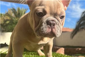 Rowan - French Bulldog for sale