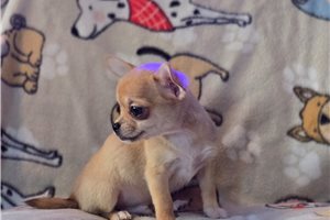Lucas - Chihuahua for sale