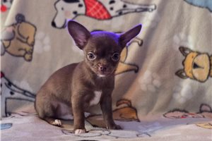 Liam - Chihuahua for sale
