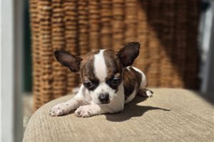 Baxter - Chihuahua for sale