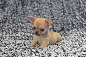 Luna - Chihuahua for sale