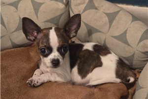 Baxter - Chihuahua for sale