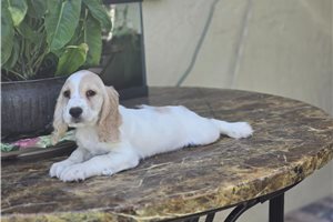 Kenzie - puppy for sale