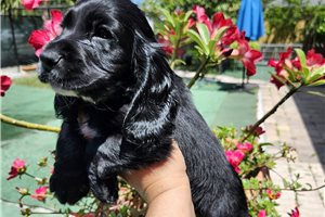 Kiara - puppy for sale