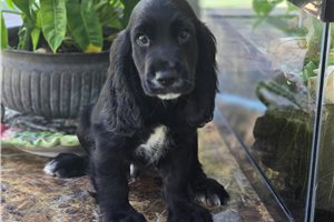 Kenneth - puppy for sale