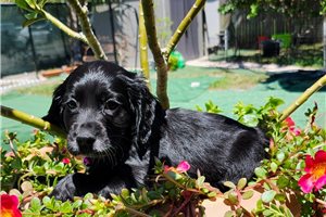 Kassidy - puppy for sale