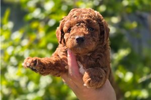 Easton - Poodle, Toy for sale