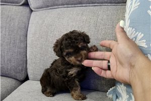 Farrah - Poodle, Toy for sale