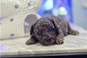 Freddie - Poodle, Toy for sale
